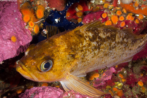 Sebastes atrovirens (Kelp Rockfish)