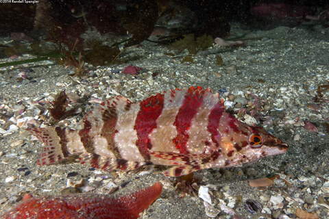 Oxylebius pictus (Painted Greenling)