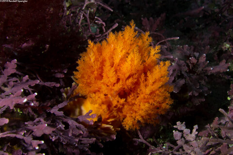 Cucumaria miniata (Orange Sea Cucumber)