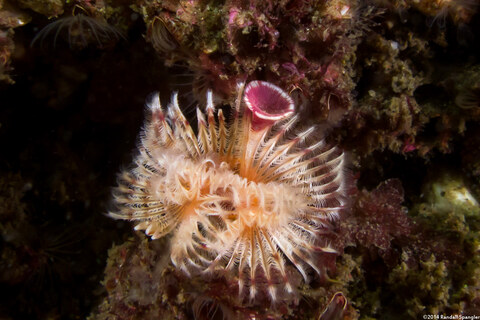 Serpula columbiana (Serpulid Worm)