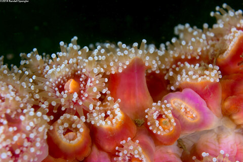 Corynactis californica (Club-Tipped Anemone)