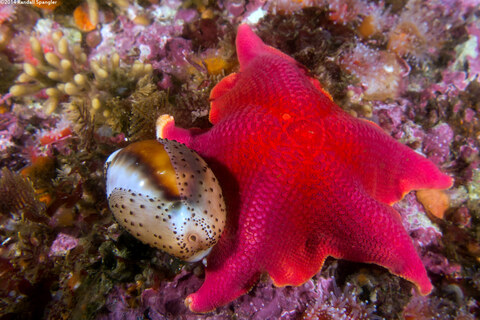 Neobernaya spadicea (Chestnut Cowry)