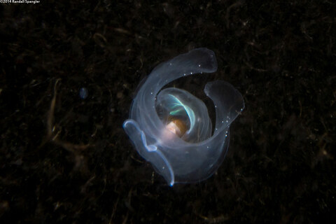 Corolla spectabilis (Sea Butterfly)
