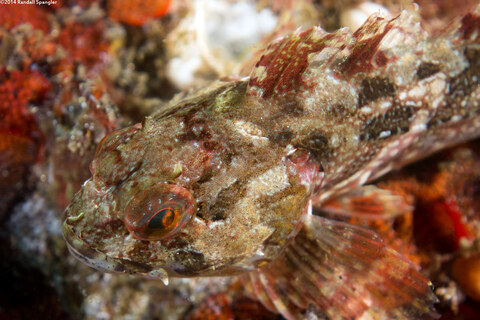 Scorpaenichthys marmoratus (Cabezon)