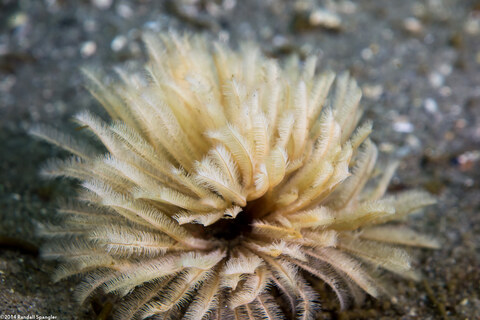 Eudistylia polymorpha (Feather Duster Worm)