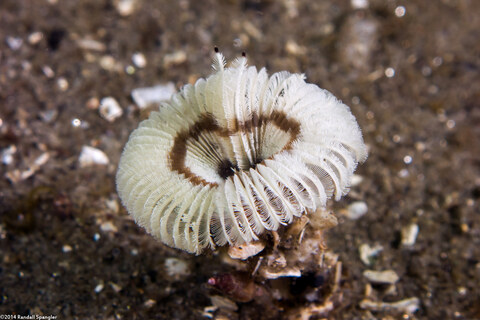 Acromegalomma sp.1 (Sabellid Worm)