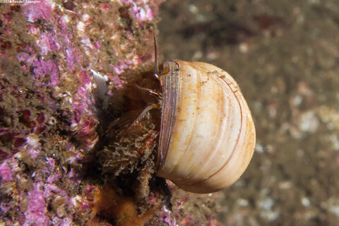 Paguristes ulreyi (Furry Hermit Crab)