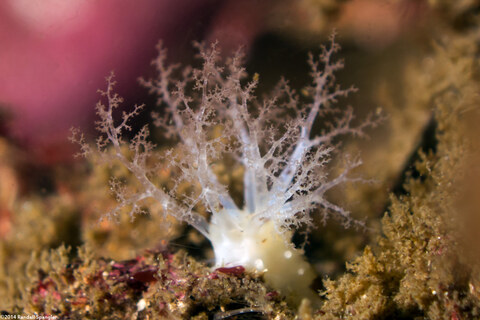 Pseudocnus lubricus (Fisher's Sea Cucumber)