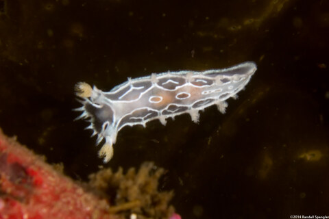 Tritonia festiva (Diamondback Tritonia)