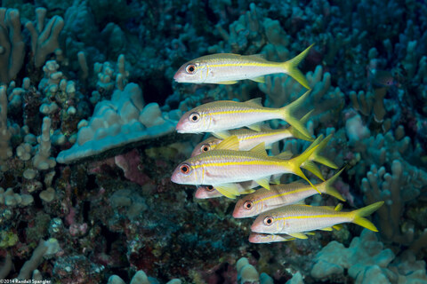 Mulloidichthys vanicolensis (Yellowfin Goatfish)