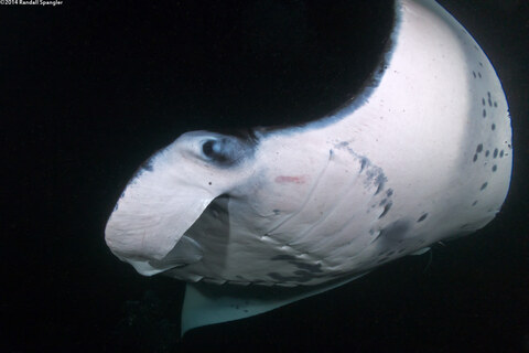 Mobula alfredi (Coastal Manta Ray)