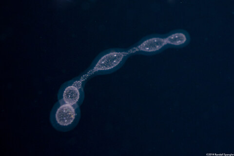 Collozoum sp.1 (Collozoum sp.1)