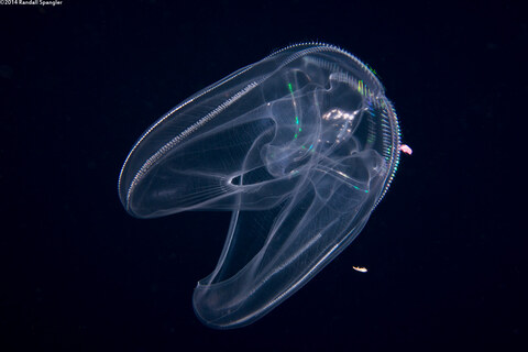 Album cover photo for Black Water Dive in Kona - September 2014
