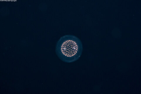 Collozoum sp.1 (Collozoum sp.1)