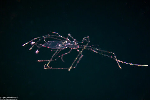 Panulirus sp.1 (Lobster Phyllosoma)