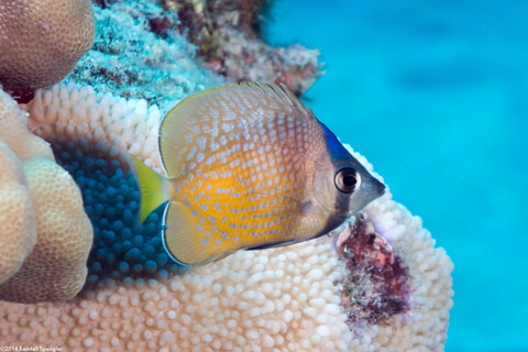 Chaetodon kleinii (Blacklip Butterflyfish)