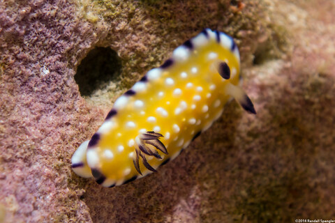 Goniobranchus vibratus (Trembling Nudibranch)