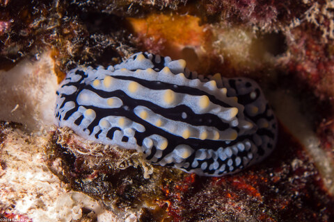 Phyllidia varicosa (Varicose Phyllidia)