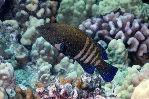 Cephalopholis argus (Peacock Grouper)