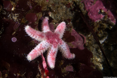 Leptasterias hexactis (Six-Arm Star)