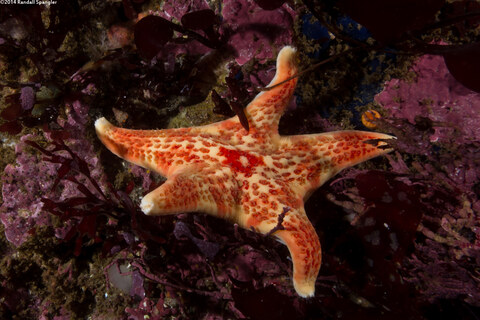 Dermasterias imbricata (Leather Star)