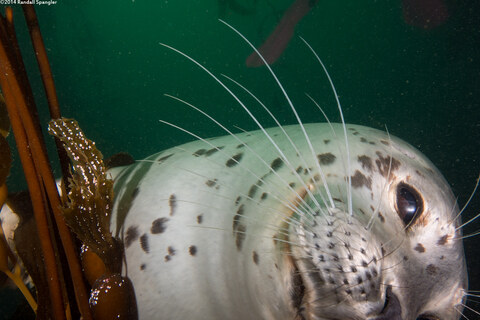 Phoca vitulina (Harbor Seal)