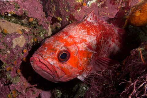 Sebastes miniatus (Vermilion Rockfish)
