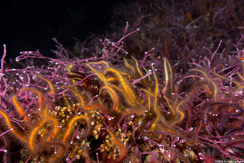 Ophiothrix spiculata (Spiny Brittle Star)