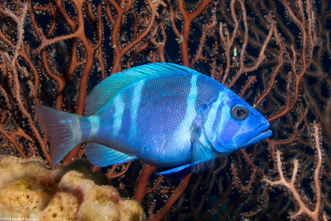 Hypoplectrus indigo (Indigo Hamlet)