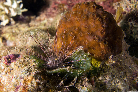 Diadema antillarum (Long-Spined Urchin)