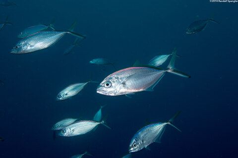 Caranx ruber (Bar Jack)