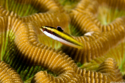 Thalassoma bifasciatum (Bluehead)