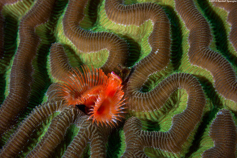 Pomatostegus stellatus (Star Horseshoe Worm)