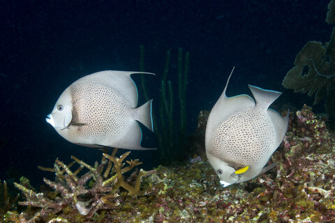 Pomacanthus arcuatus (Gray Angelfish)