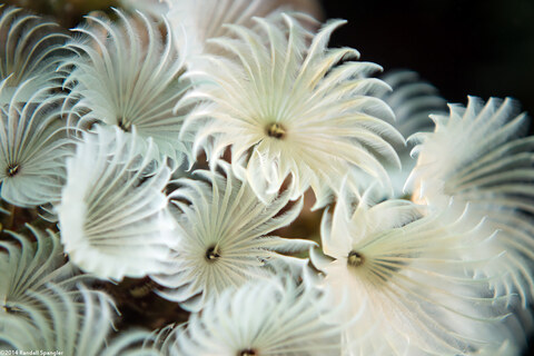 Bispira brunnea (Social Feather Duster)