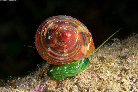 Turbo cailletii (Filose Turban)