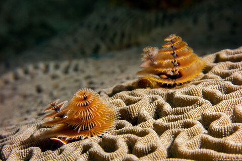 Spirobranchus giganteus (Christmas Tree Worm)