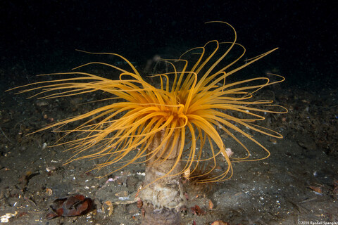 Pachycerianthus fimbriatus (Tube-Dwelling Anemone)