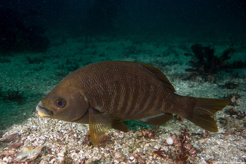 Embiotoca jacksoni (Black Perch)