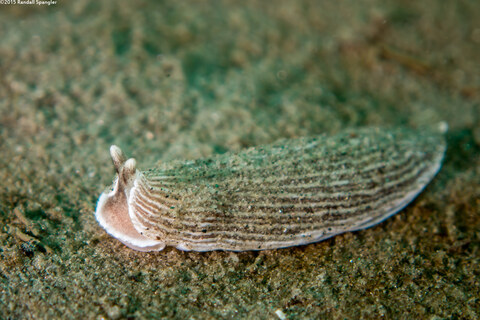Armina californica (California Armina)