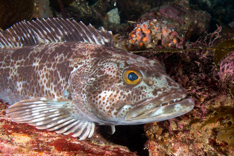Ophiodon elongatus (Lingcod)