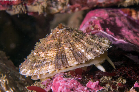 Diodora aspera (Keyhole Limpet)