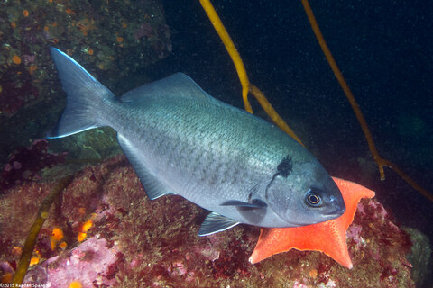 Medialuna californiensis (Halfmoon)