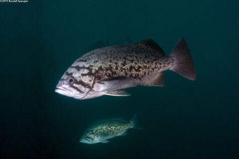 Sebastes mystinus (Blue Rockfish)