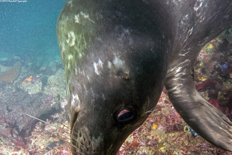 Phoca vitulina (Harbor Seal)