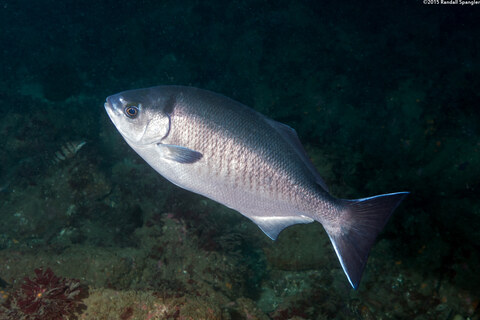 Medialuna californiensis (Halfmoon)