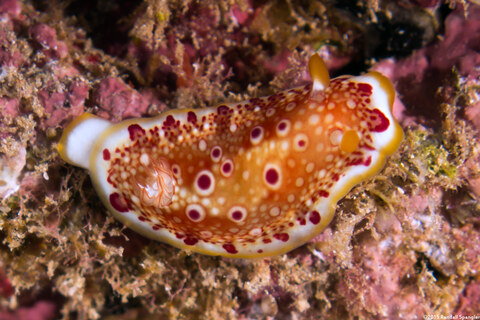 Goniobranchus sp.1 (Red-Spotted Nudibranch)