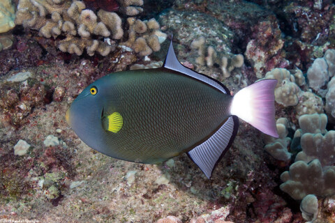 Melichthys vidua (Pinktail Triggerfish)