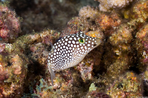 Canthigaster jactator (Hawaiian Whitespotted Toby)