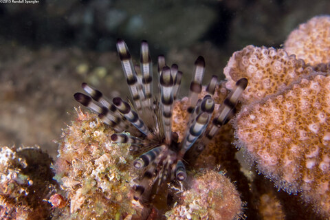 Echinothrix calamaris (Double-Spined Urchin)
